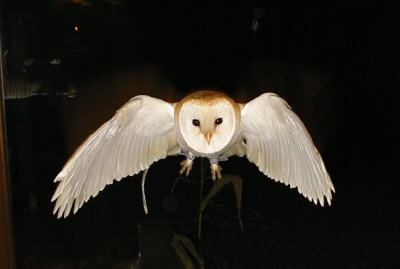 Rapaces